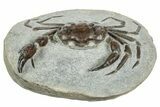 Very Nice Fossil Crab (Pulalius) - Washington #240460-1